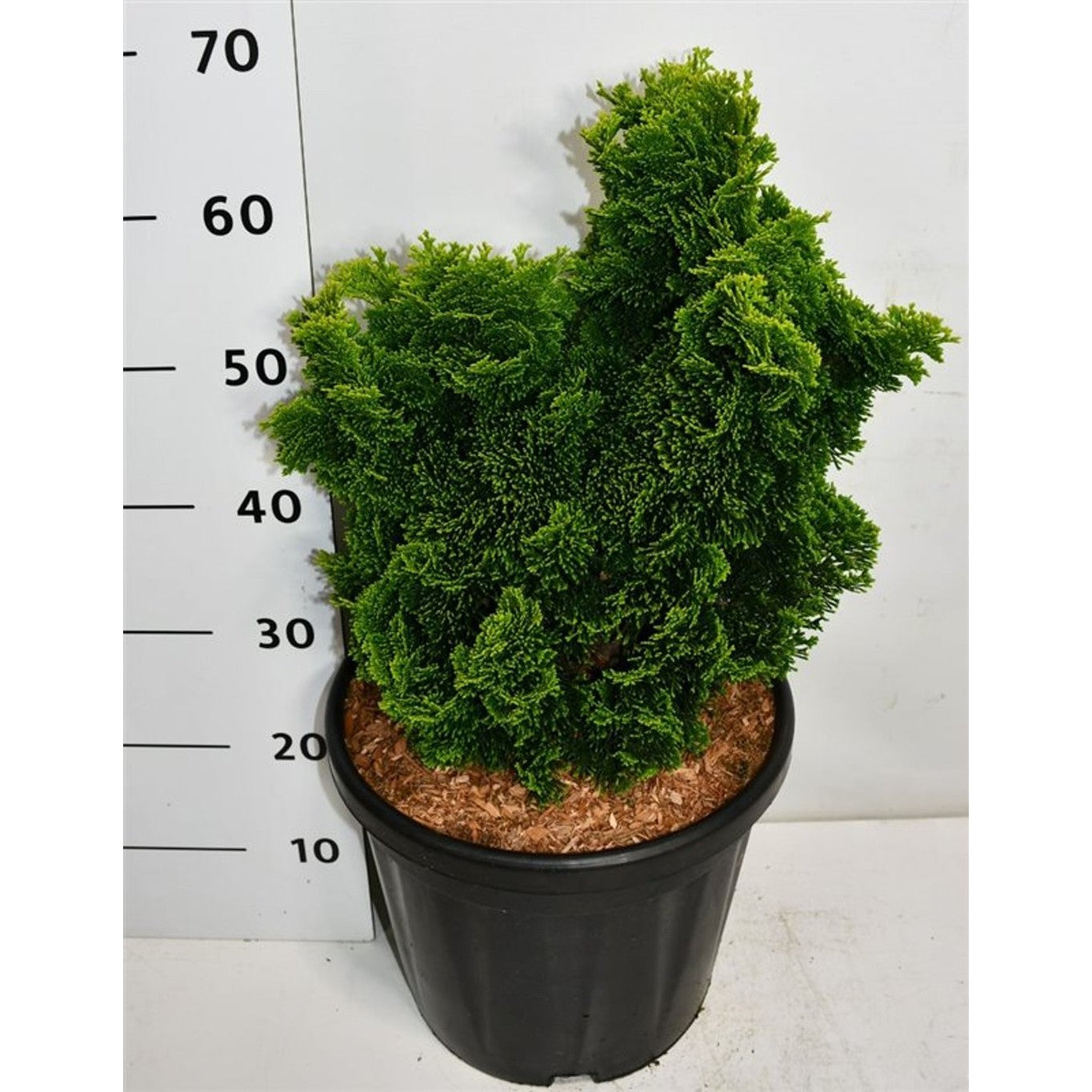 Ädelcypress – Chamaecyparis obtusa 'Aurora' - C20 40-50 CM